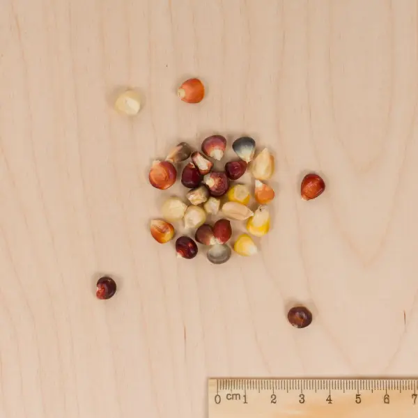 Fleurs - Maïs du Japon Arlequin - MEDIA_3D